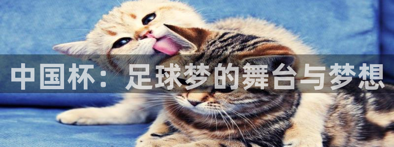2006年世界杯:中国杯:足球梦的舞台与梦想